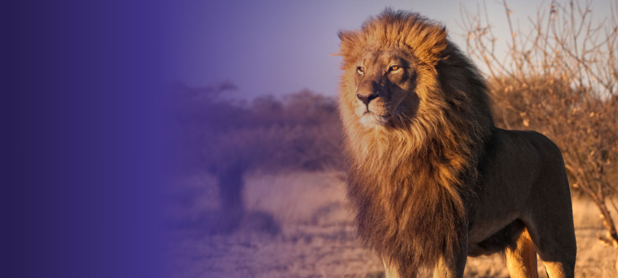 Lion from the Lion King standing up featuring purple fade banner
